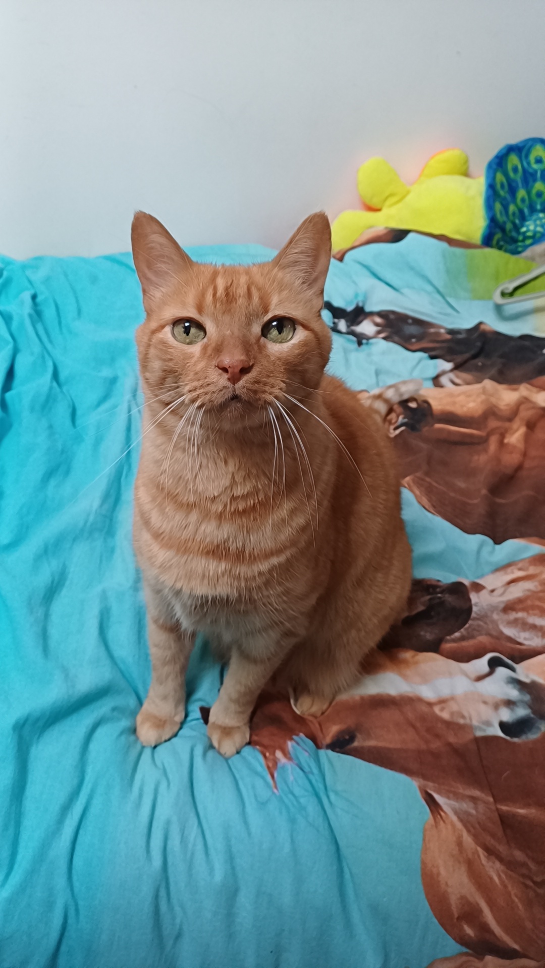 Lyno, le chat roux d'Ophélie