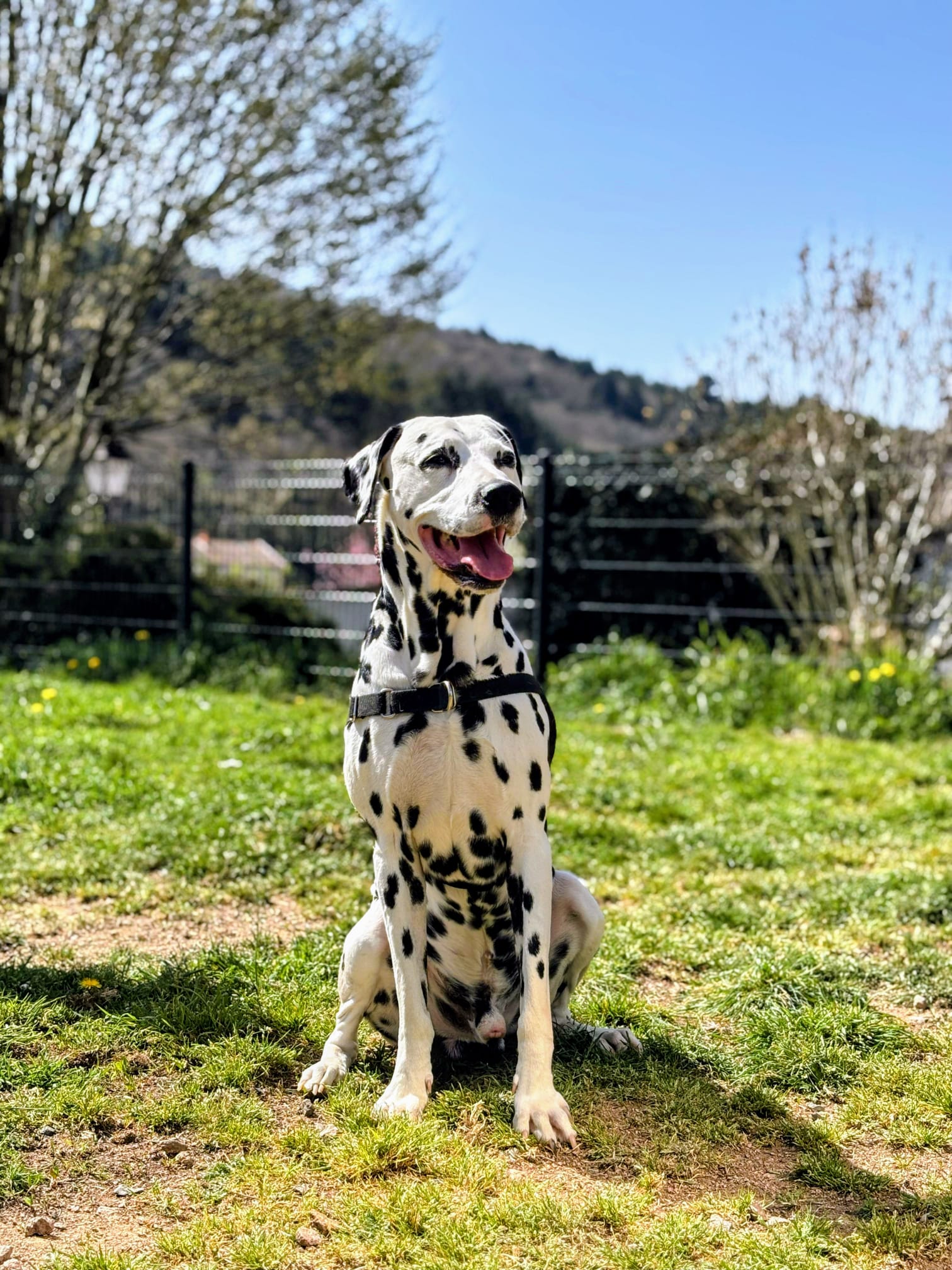 Mambo, le dalmatien d'Ophélie